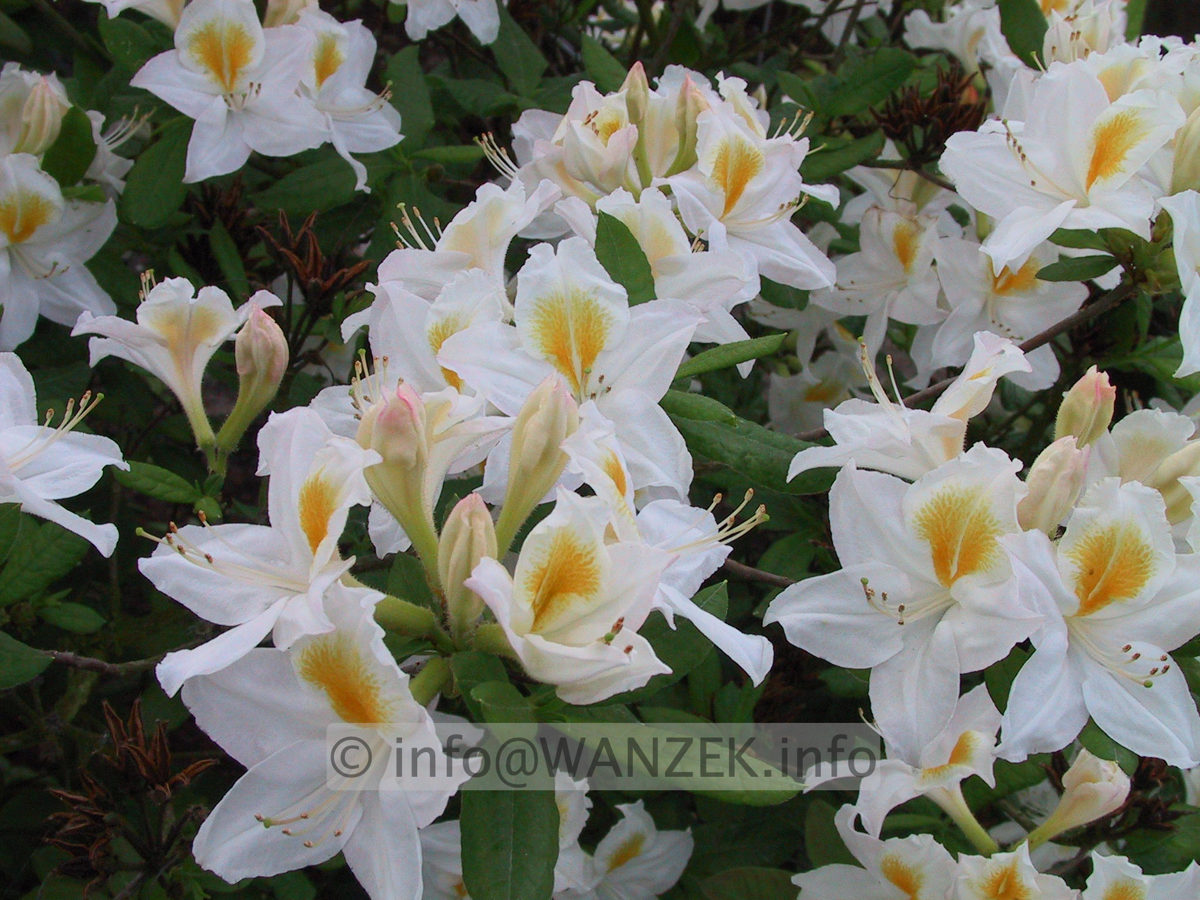 Azalea knaphill Persil 01.JPG